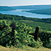 NY Riesling Paradise